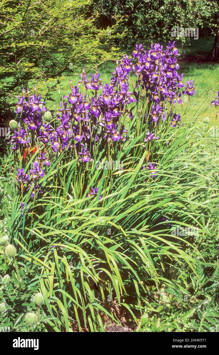 Iris à barbe pourpre croissant dans une bordure herbacée une souche formant décidue vivace qui fleurit à travers l'été.et est entièrement robuste Banque D'Images