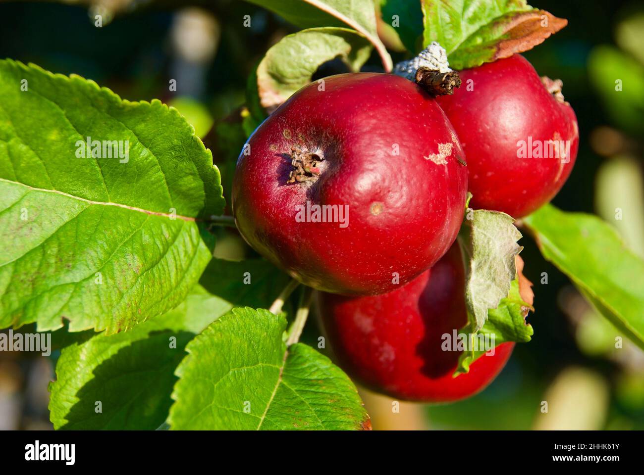 Branche d'arbre fruitier avec pommes rouges mûres à la fin de l'été en Norvège. Banque D'Images