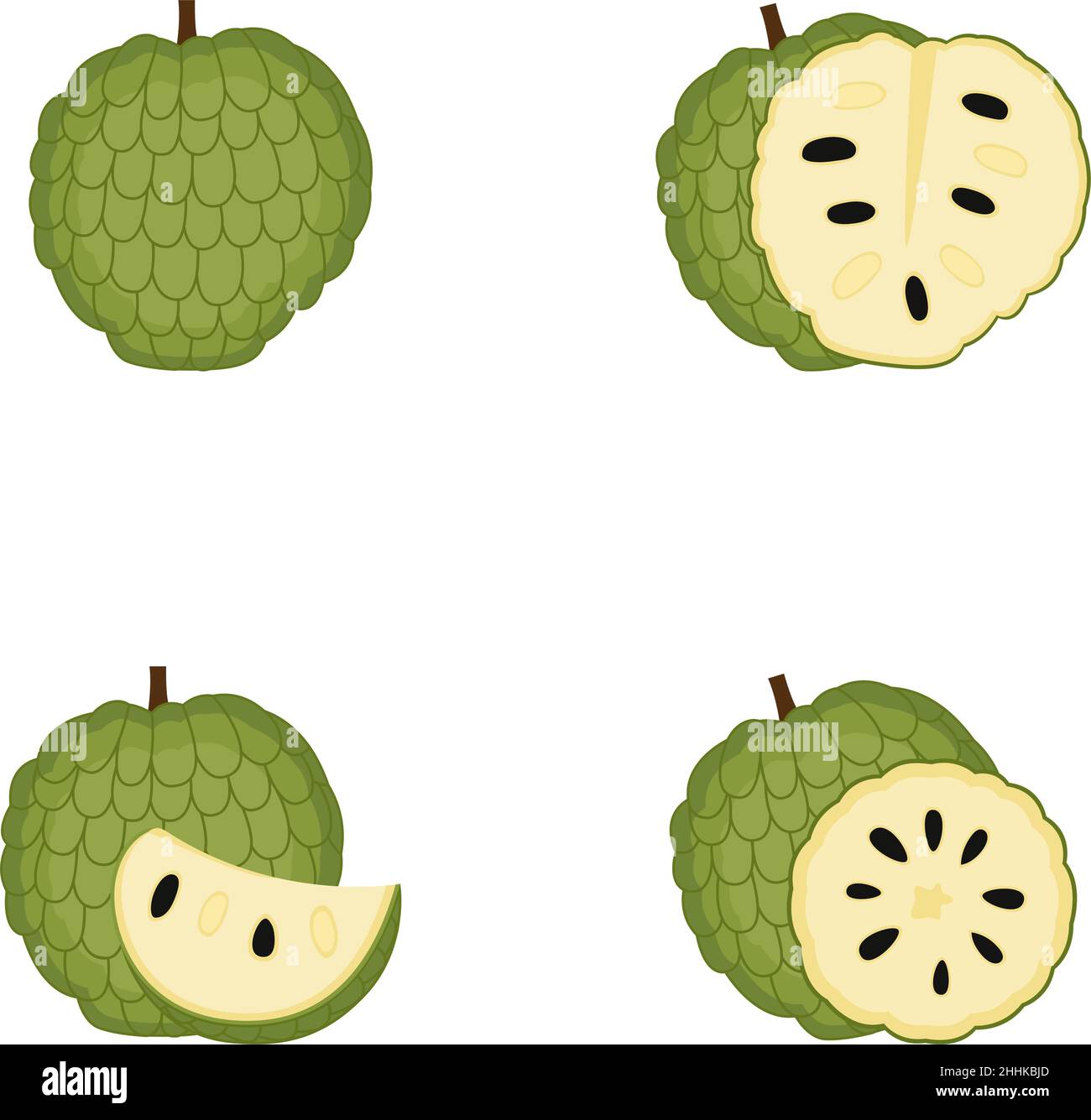 Pomme de sucre, fruit entier, tranche, illustration vectorielle Illustration de Vecteur