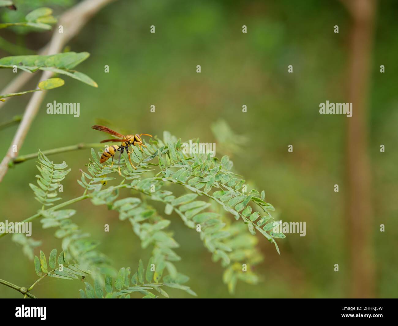 guêpe perchée sur une feuille d'acacia. insectes tropicaux. Banque D'Images
