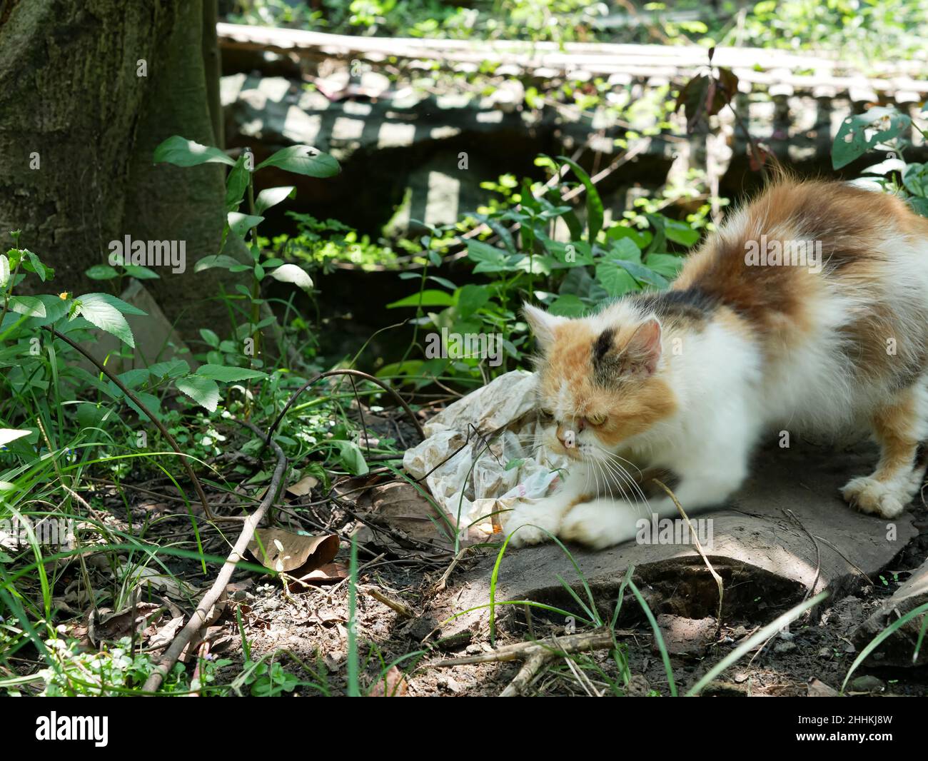 chat calico mignon dans la cour. chat orange noir dans la nature. Banque D'Images