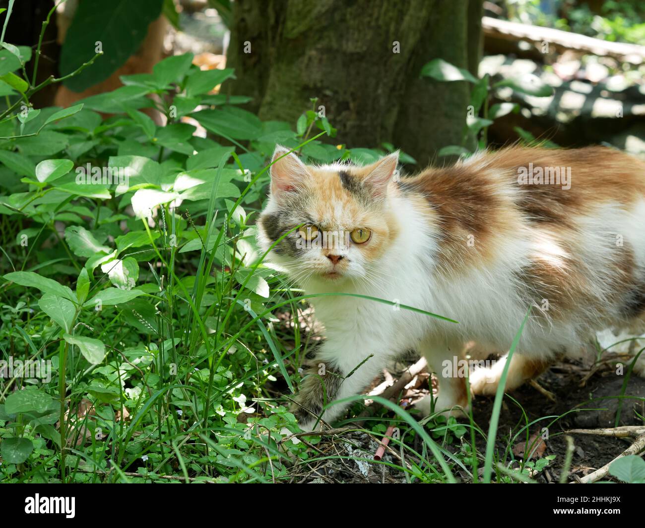 chat calico mignon dans la cour. chat orange noir dans la nature. Banque D'Images