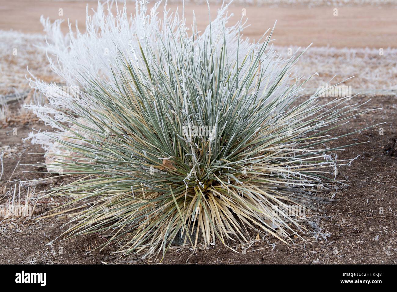 Une tempête d'hiver rare a laissé du givre sur une plante de yucca qui pousse dans les contreforts de Colorado Springs, Colorado Banque D'Images