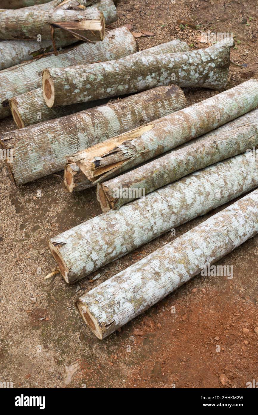 pile de bois taillé, troncs d'arbre coupés pour bois de chauffage Banque D'Images