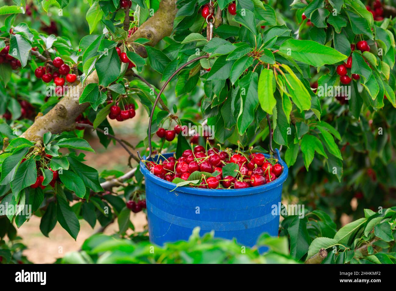 panier rempli de cerises rouges mûres Banque D'Images