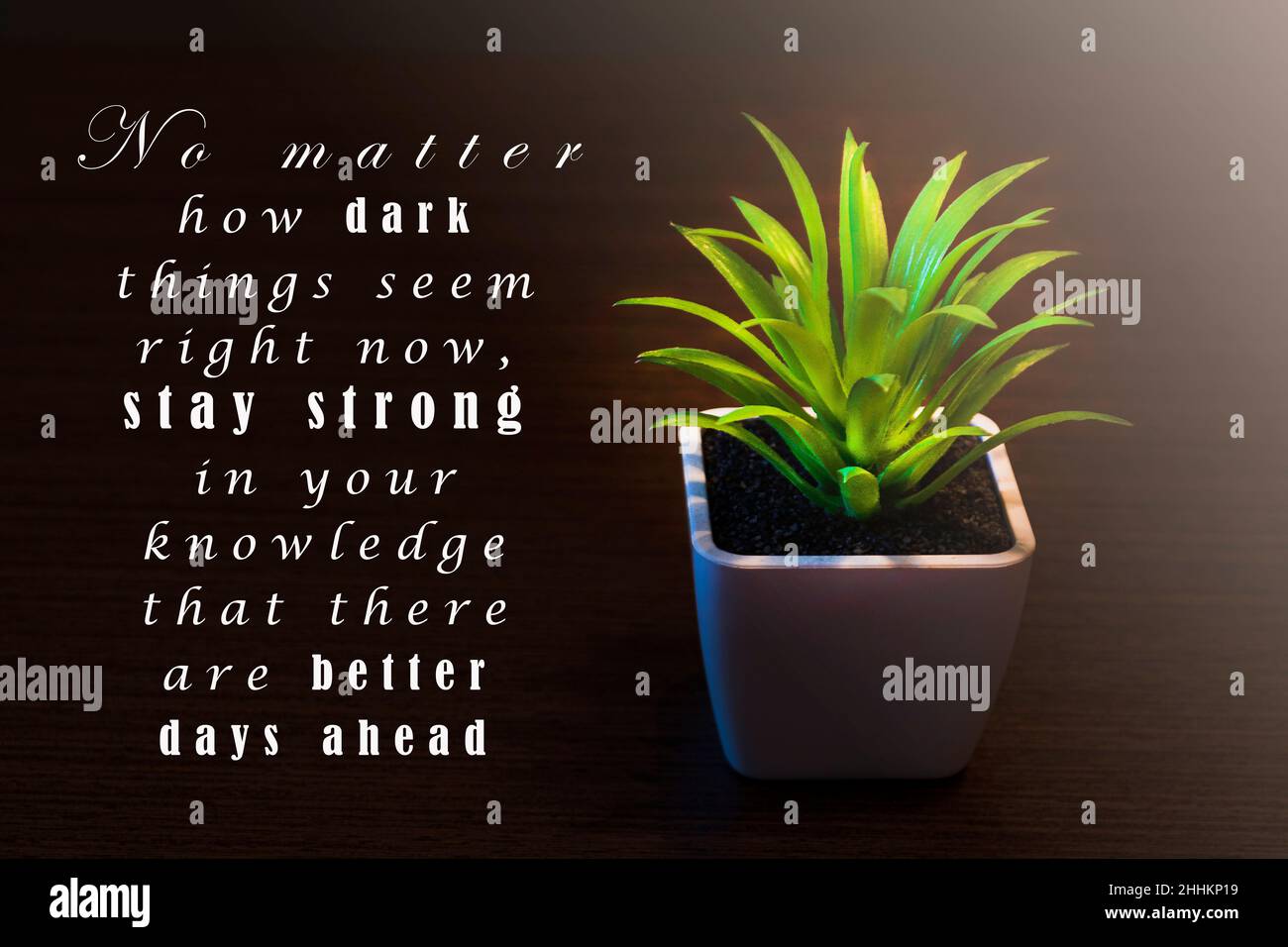 Citation Motivante Et Inspirante Sur Fond Sombre Avec Plante En Pot Photo Stock Alamy