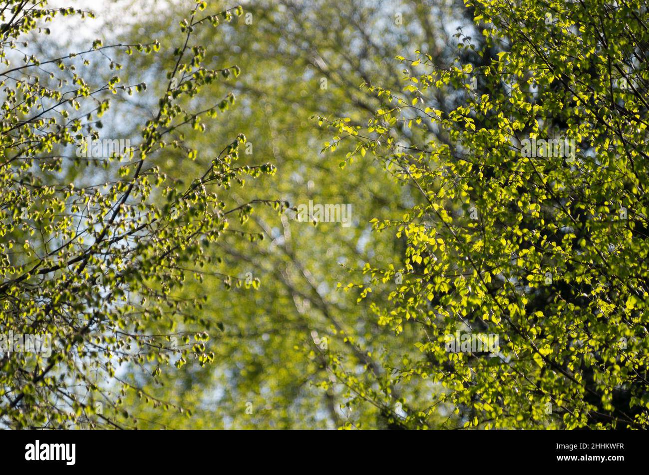 Printemps feuillage frais sur les arbres dans la lumière du soleil avec un beau bokeh en arrière-plan Banque D'Images
