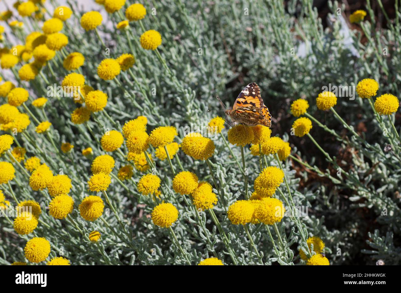 Sur le printemps des fleurs jaunes se trouve un papillon appelé petit tortoiseshell ou Aglais urticae (Rhodes, Grèce) Banque D'Images