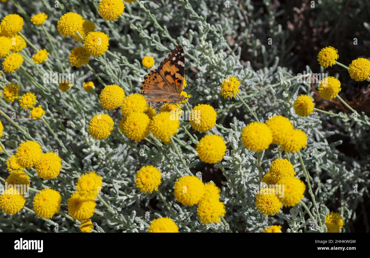Papillon eurasien de la famille des Nymphalidae est assis sur les fleurs jaunes en fleurs avec ses ailes étalées (Rhodes, Grèce) Banque D'Images