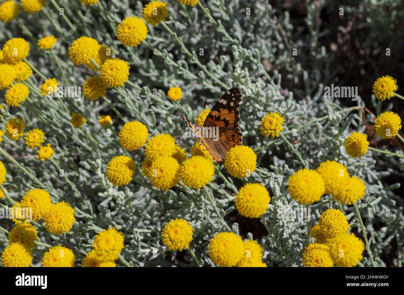 Papillon eurasien également nommé petit tortoiseshell sur les fleurs jaunes florissant assis avec son dos gros plan (Rhodes, Grèce) Banque D'Images