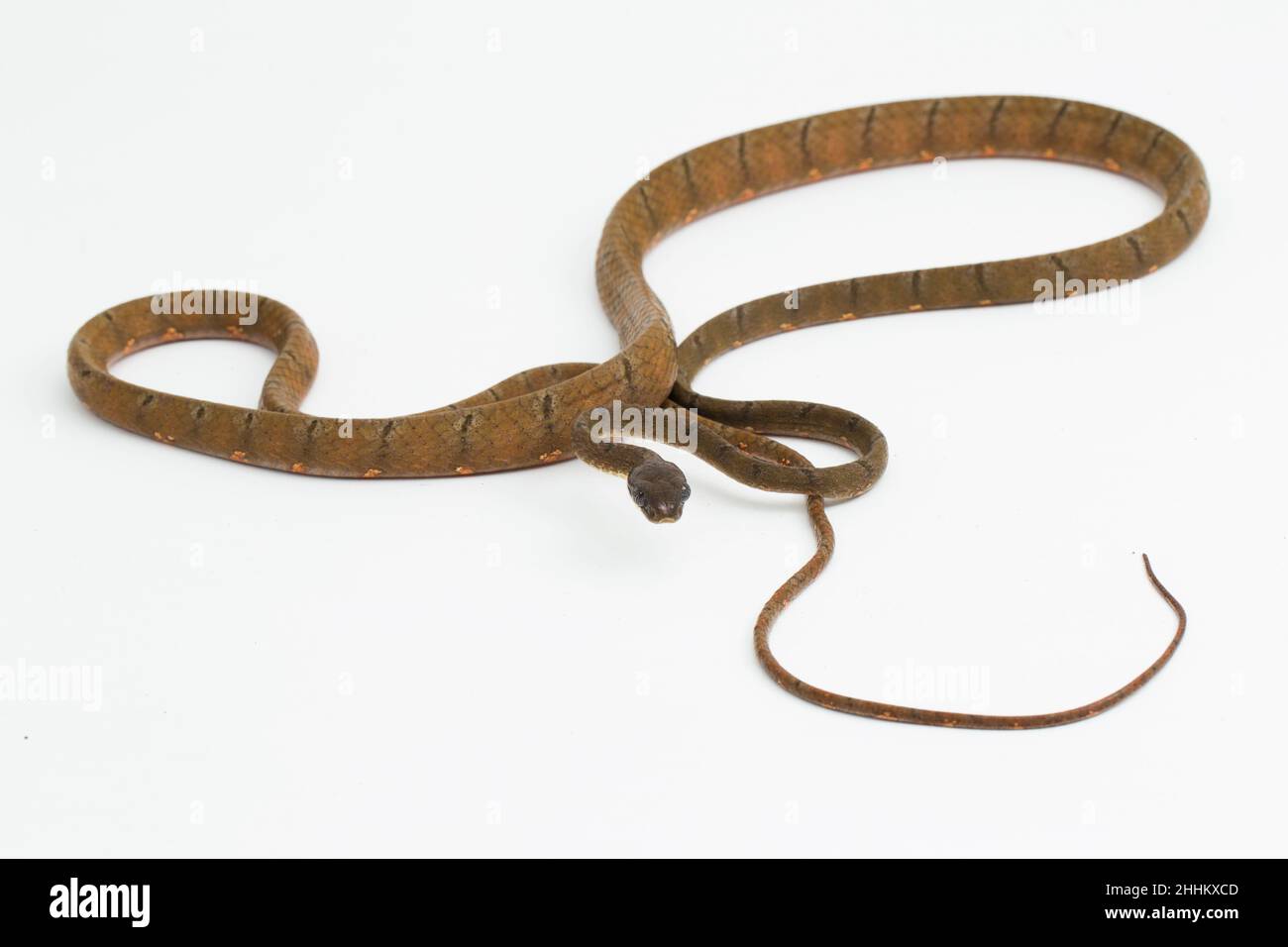 Boiga drapiezii, serpent de chat à pois blancs isolé sur fond blanc Banque D'Images