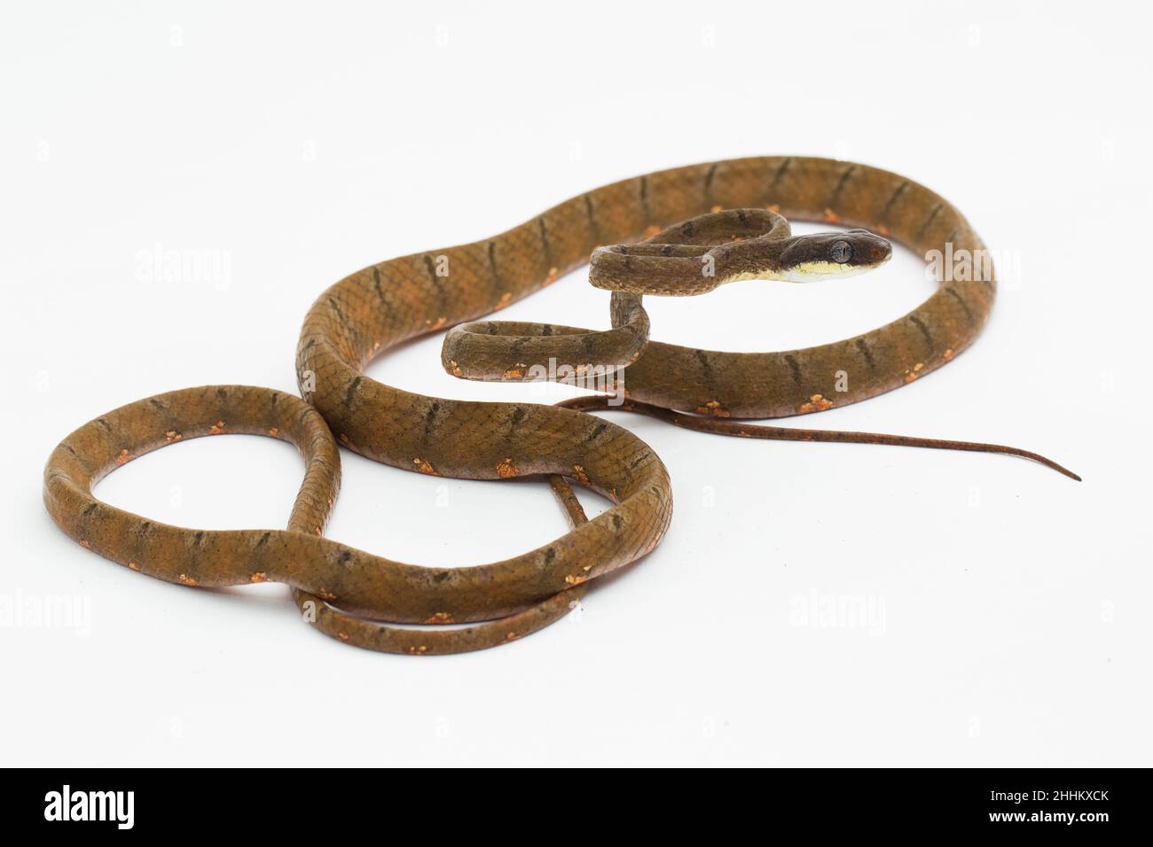 Boiga drapiezii, serpent de chat à pois blancs isolé sur fond blanc Banque D'Images