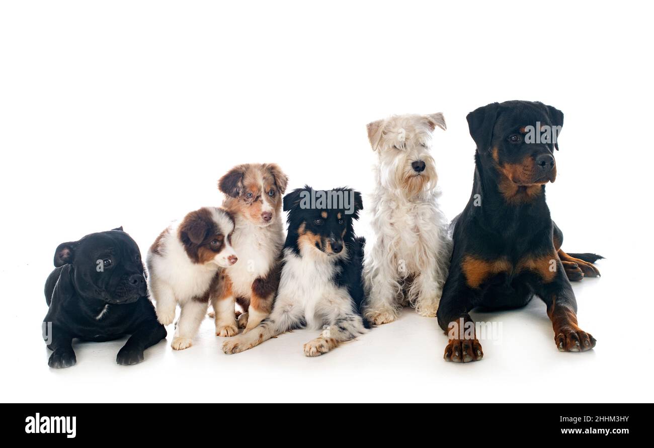 Six chiens in front of white background Banque D'Images