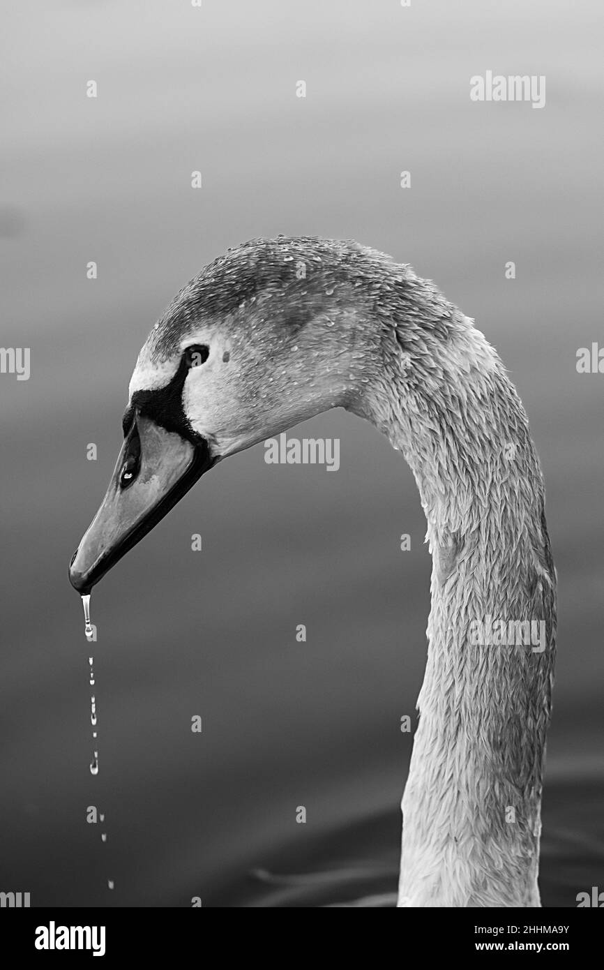 Gros plan d'un magnifique cygne nageant sur un lac en noir et blanc Banque D'Images
