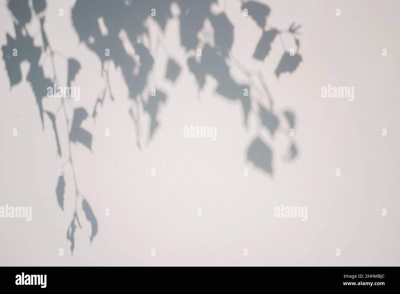 Ombre du feuillage de l'arbre sur fond blanc.Le dimanche.Superposition,  espace de copie Photo Stock - Alamy