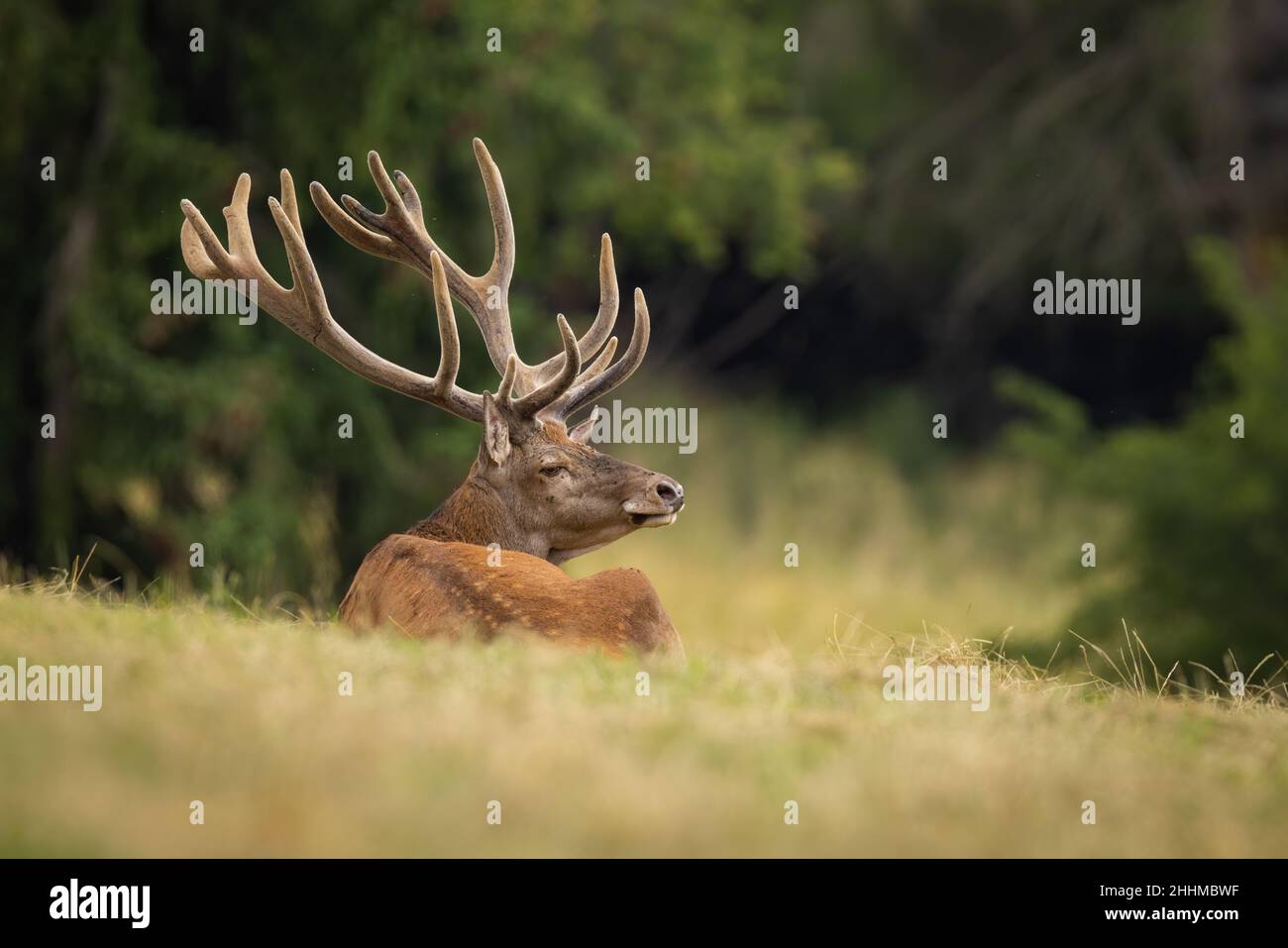 Cerf rouge tranquille, cervus elaphus, couché sur les prairies depuis l'automne.Cerf avec bois de velours observant sur le terrain en automne.Restin de mammifères sans bois Banque D'Images