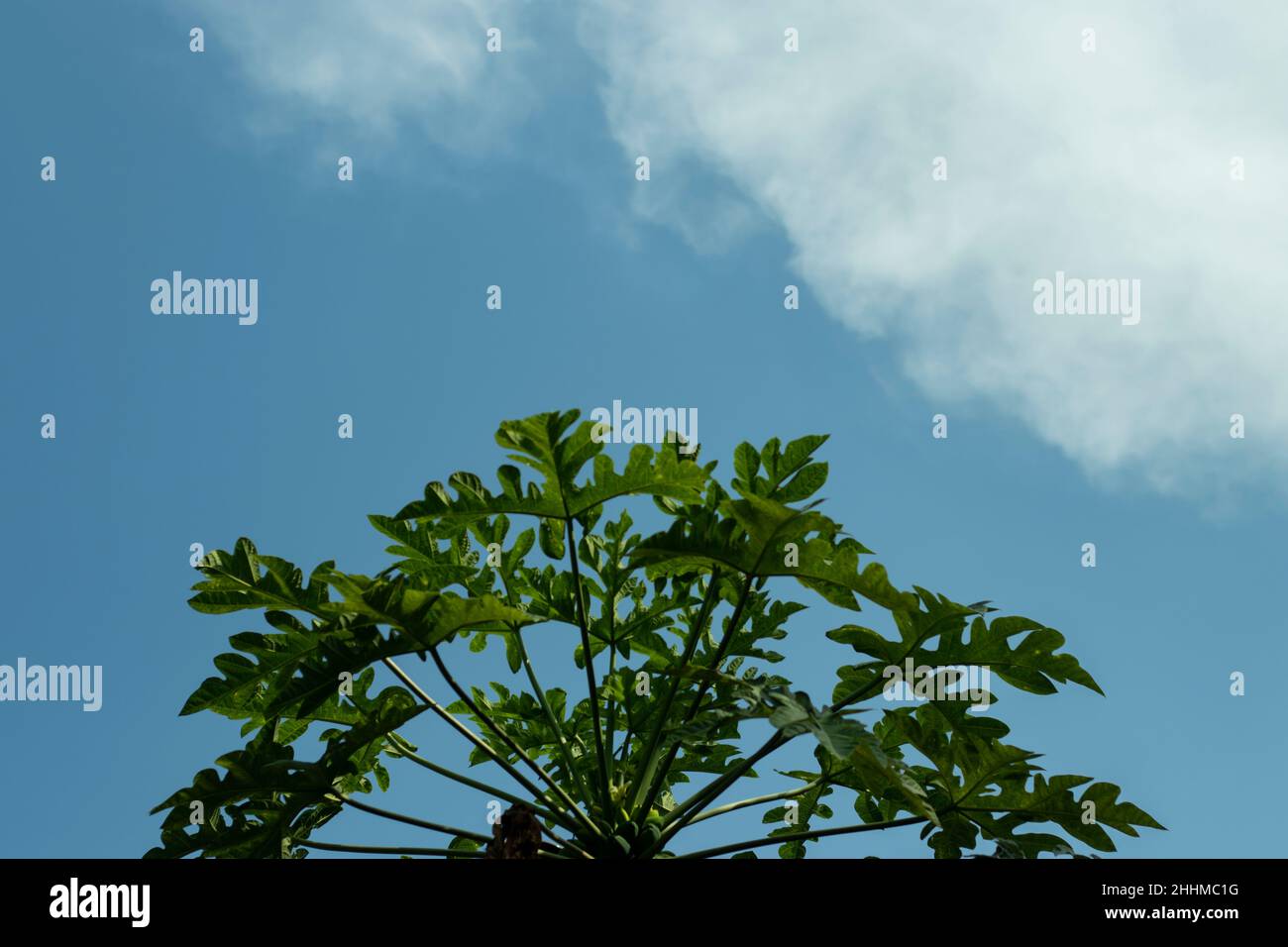 La préparation de feuilles de papaye est utilisée pour traiter une gamme de conditions inflammatoires internes et externes, y compris les douleurs musculaires et articulaires Banque D'Images