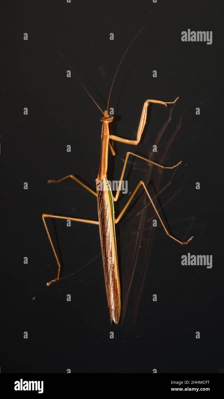 Mantide australienne Purplewinged, Tenodera australasiae, (mantis de prière) et son reflet sur la surface de verre sombre en été dans le Queensland. Banque D'Images