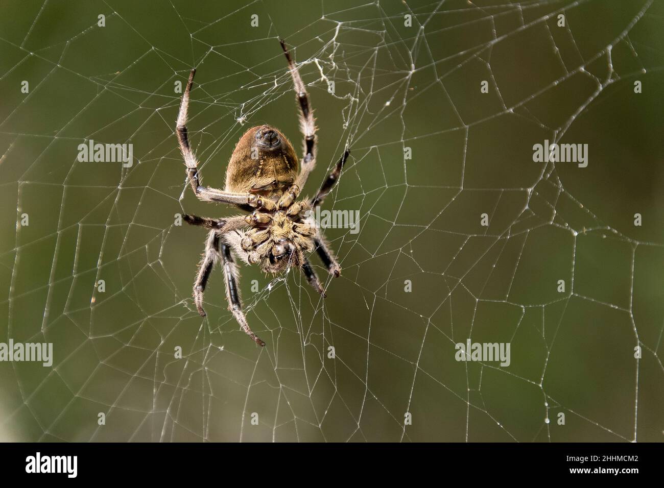 Dessous de l'araignée australienne de jardin à rayures brunes orb tisserand, eriophora transmarina, dans son web dans un jardin dans le Queensland.Espèces très variables. Banque D'Images