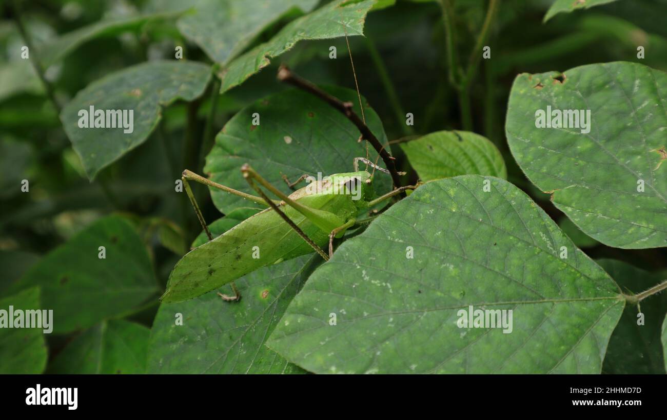 Gros plan d'une grande sauterelle verte cachée sur une feuille entourée de feuilles vertes Banque D'Images