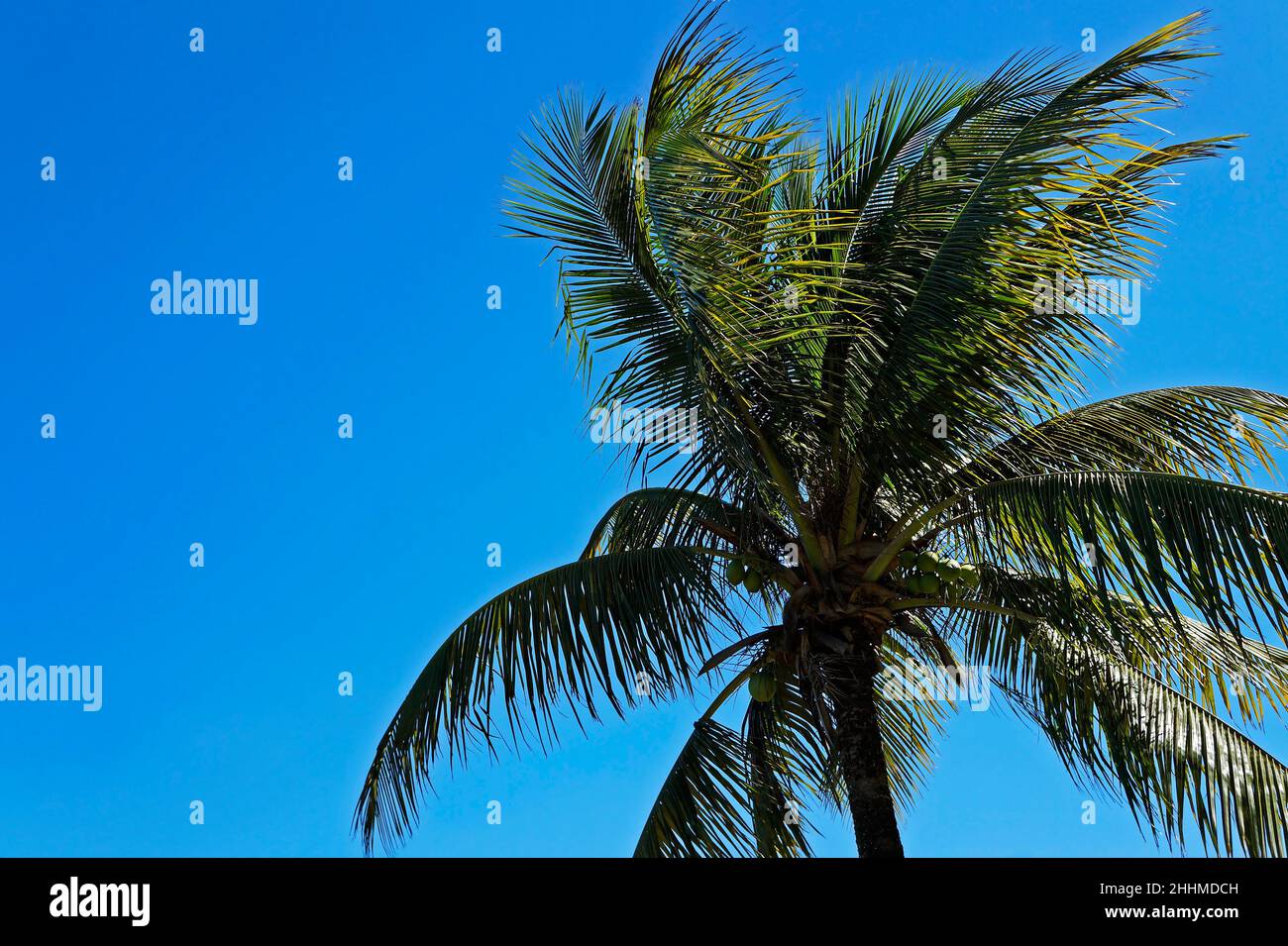 Cococotier au vent, Rio, Brésil Banque D'Images