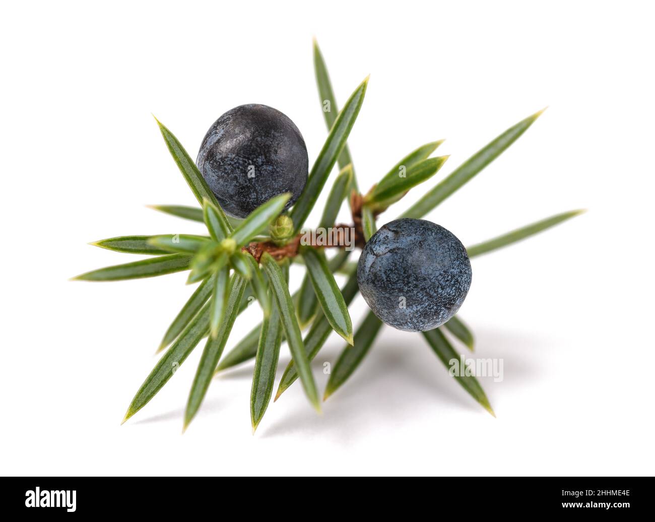 Branche de genévrier avec baies bleues isolées sur blanc Banque D'Images