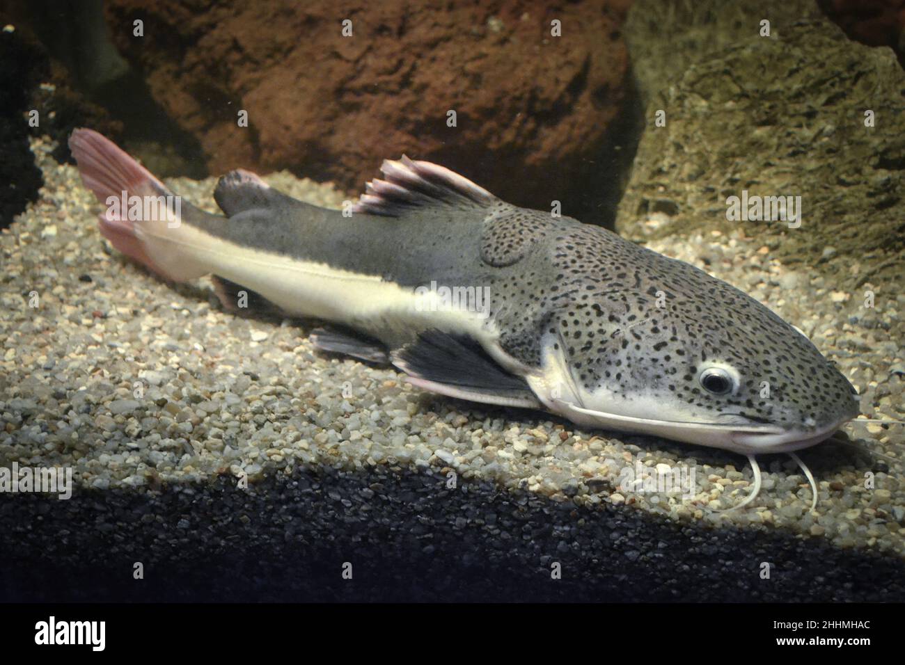 Phractocephalus hemioliopterus - poisson-chat gris, tacheté, à queue rouge Banque D'Images