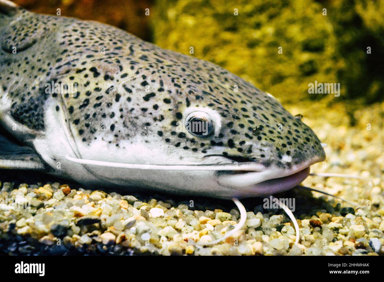 Phractocephalus hemioliopterus - poisson-chat gris, tacheté, à queue rouge Banque D'Images