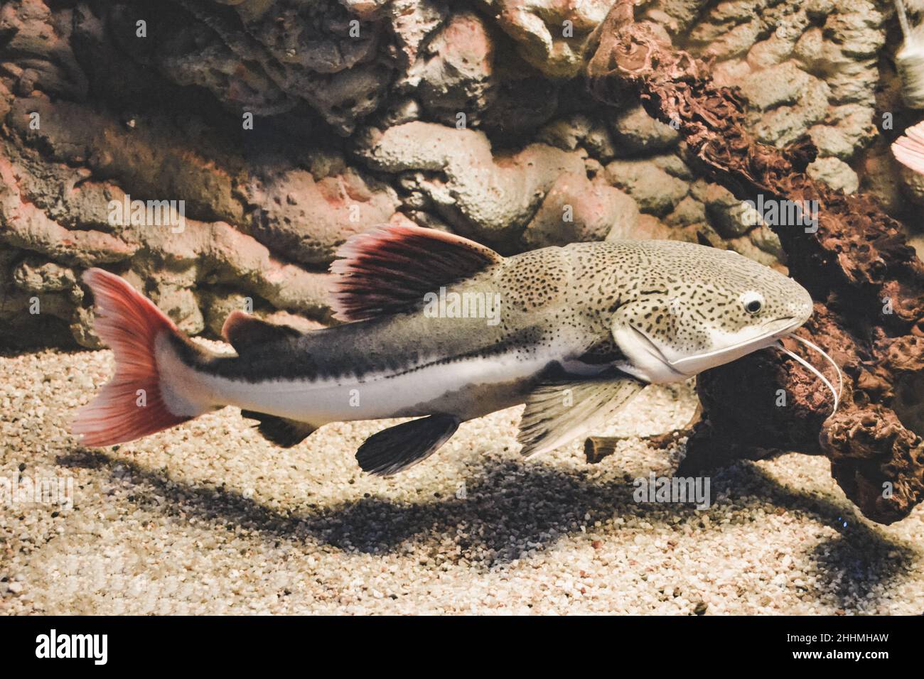 Phractocephalus hemioliopterus - poisson-chat gris, tacheté, à queue rouge Banque D'Images