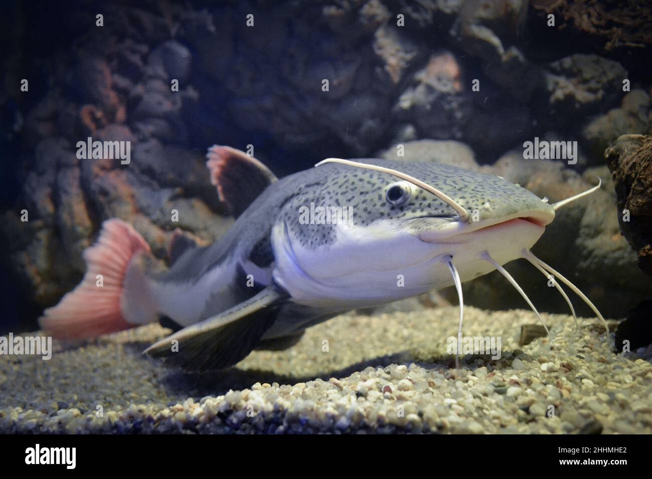 Phractocephalus Hemioliopterus Poisson Chat Gris Tachete A Queue Rouge Photo Stock Alamy