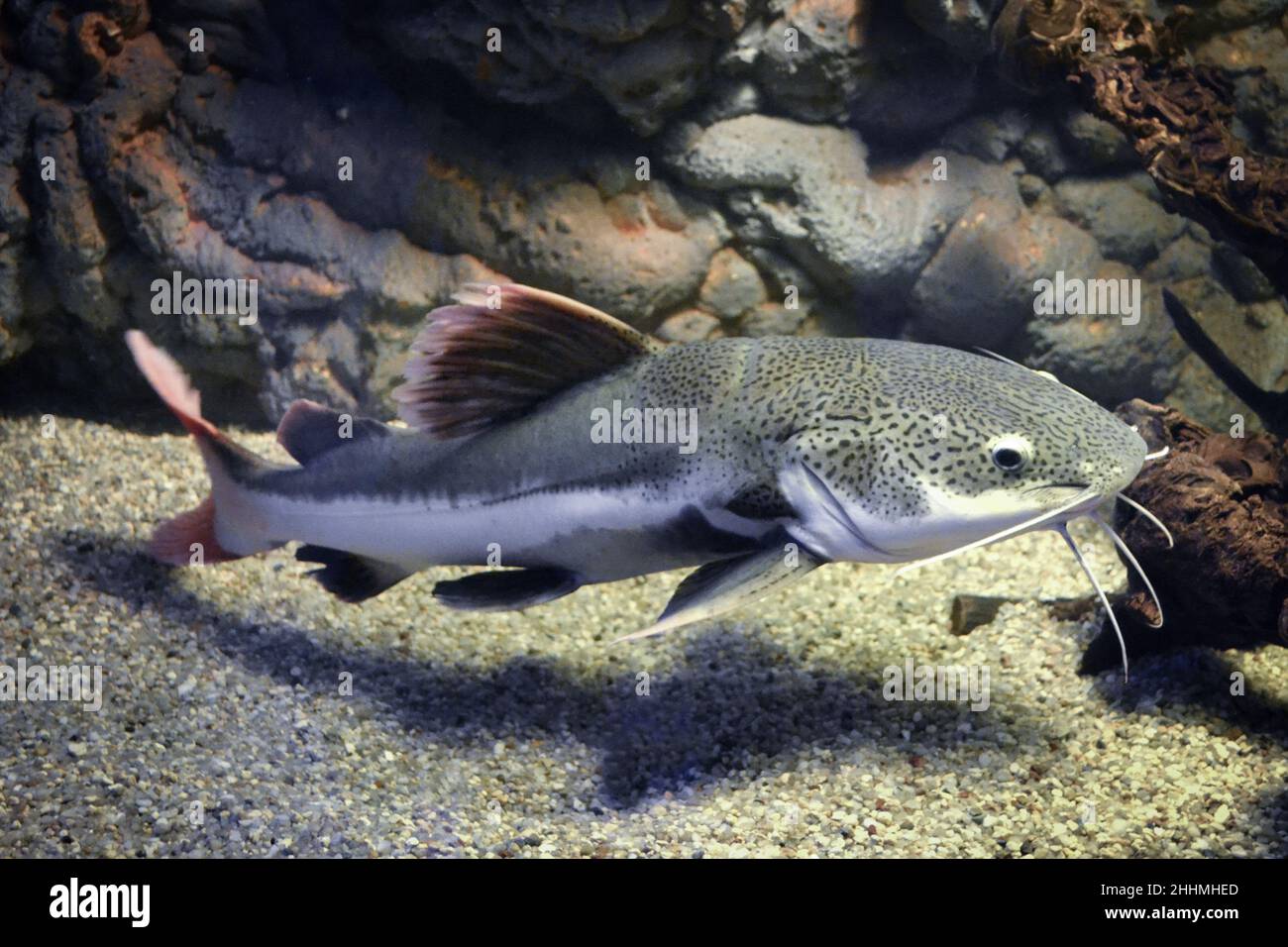 Phractocephalus hemioliopterus - poisson-chat gris, tacheté, à queue rouge Banque D'Images
