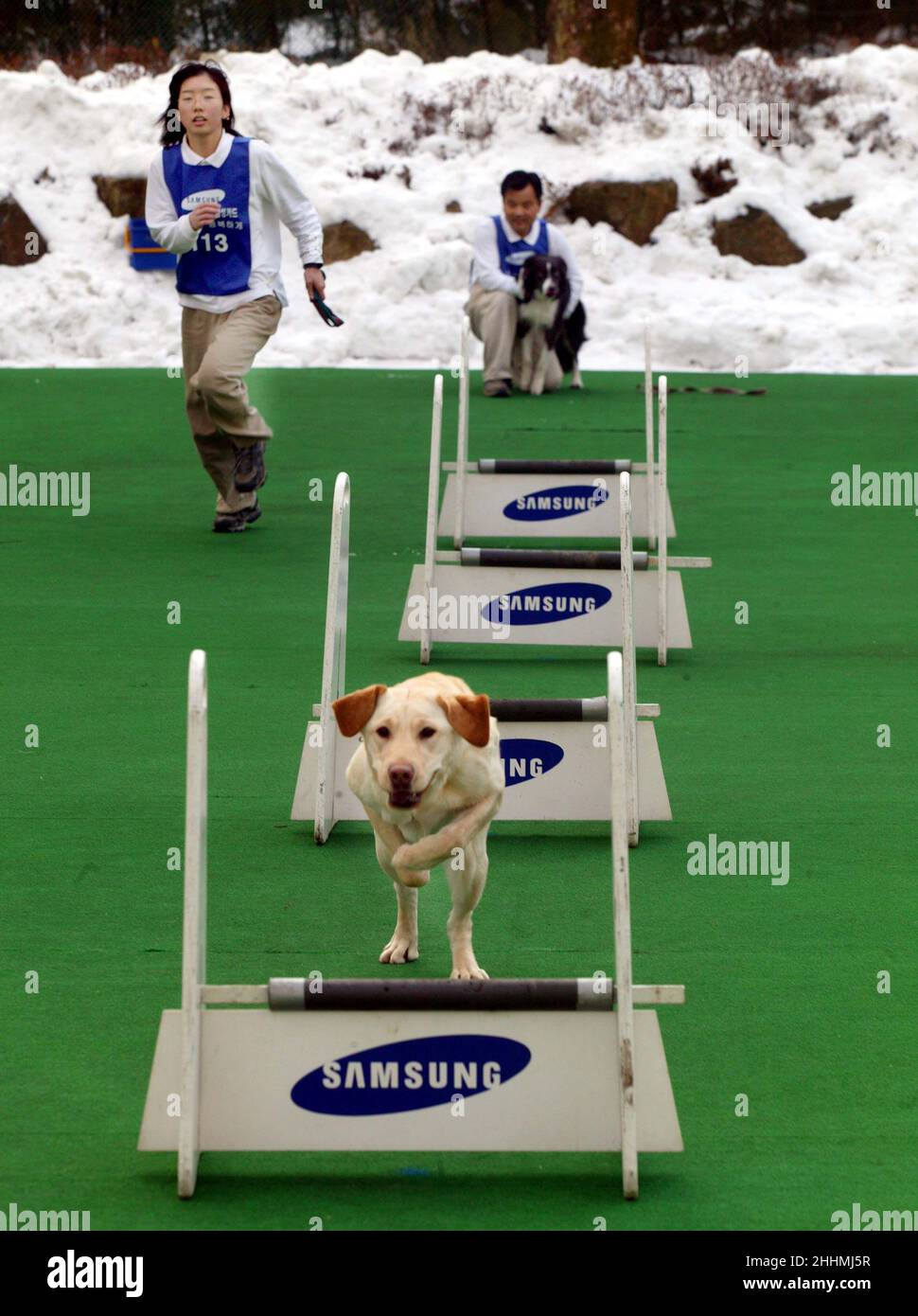 L'ÉQUIPE D'AGILITÉ DES CHIENS DES CHENILS SAMSUNG EVERLAND.LES CHENILS SONT IMPLIQUÉS DANS LA FORMATION DES CHIENS GUIDES, L'AUDITION DES CHIENS POUR LES SOURDS, LES CHIENS DE RECHERCHE ET DE SAUVETAGE AINSI QUE LES CHIENS D'ÉLEVAGE POUR LE PERSONNEL COMME PETS.KOREA.PHOTO : GARYROBERTSPHOTO.COM Banque D'Images