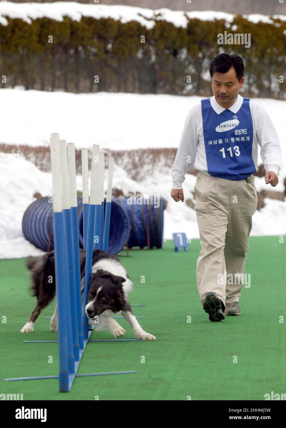 L'ÉQUIPE D'AGILITÉ DES CHIENS DES CHENILS SAMSUNG EVERLAND.LES CHENILS SONT IMPLIQUÉS DANS LA FORMATION DES CHIENS GUIDES, L'AUDITION DES CHIENS POUR LES SOURDS, LES CHIENS DE RECHERCHE ET DE SAUVETAGE AINSI QUE LES CHIENS D'ÉLEVAGE POUR LE PERSONNEL COMME PETS.KOREA.PHOTO : GARYROBERTSPHOTO.COM Banque D'Images