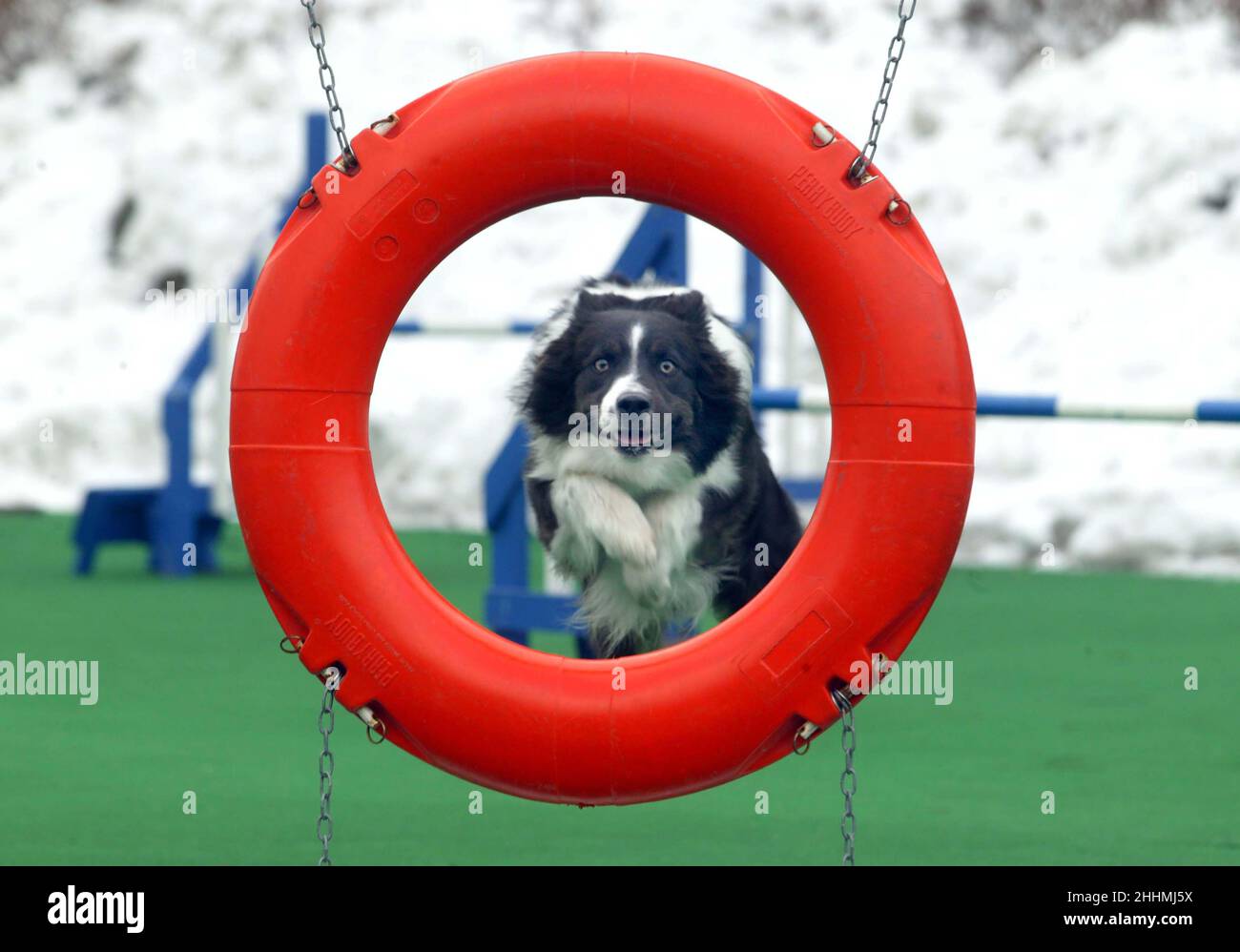 Chien saute à travers l'anneau en caoutchouc au centre d'entraînement de chien Samsung Overland Corée.Photo Gary Roberts Banque D'Images