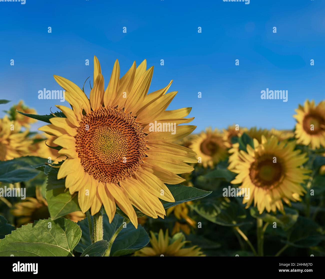 Les têtes de tournesol fleurissent dans un champ de tournesols au début du soleil (Helianthus Annus).Têtes de tournesol jaunes ouvertes dans un champ de Loire. Banque D'Images