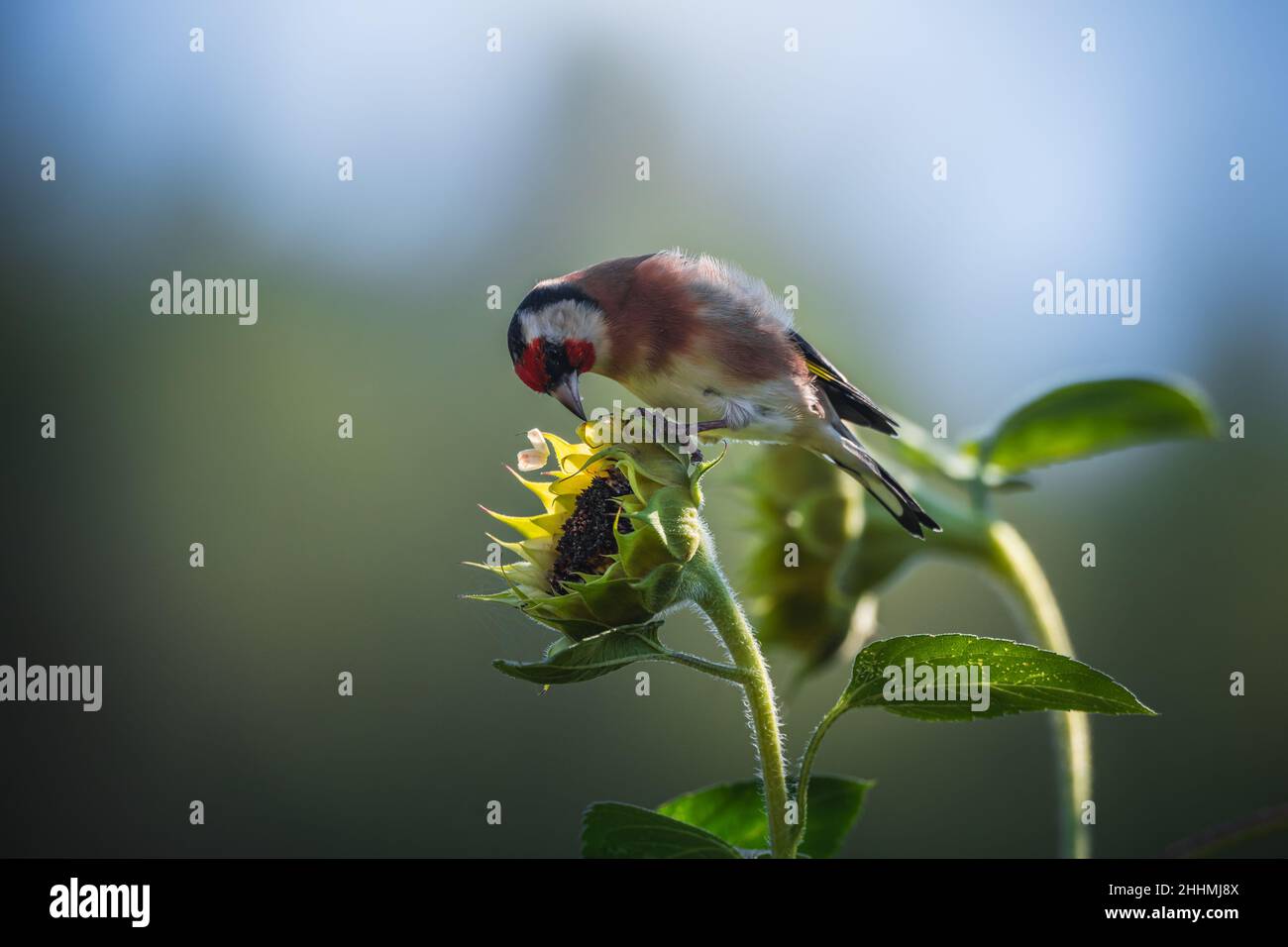 Fotos vom Stieglitz oder Ausch Distelfink genannt im Garten auf Futtersuche an Sonnenblumen.Porträt vom Stieglitz (Distelfink) im Herbst. Banque D'Images