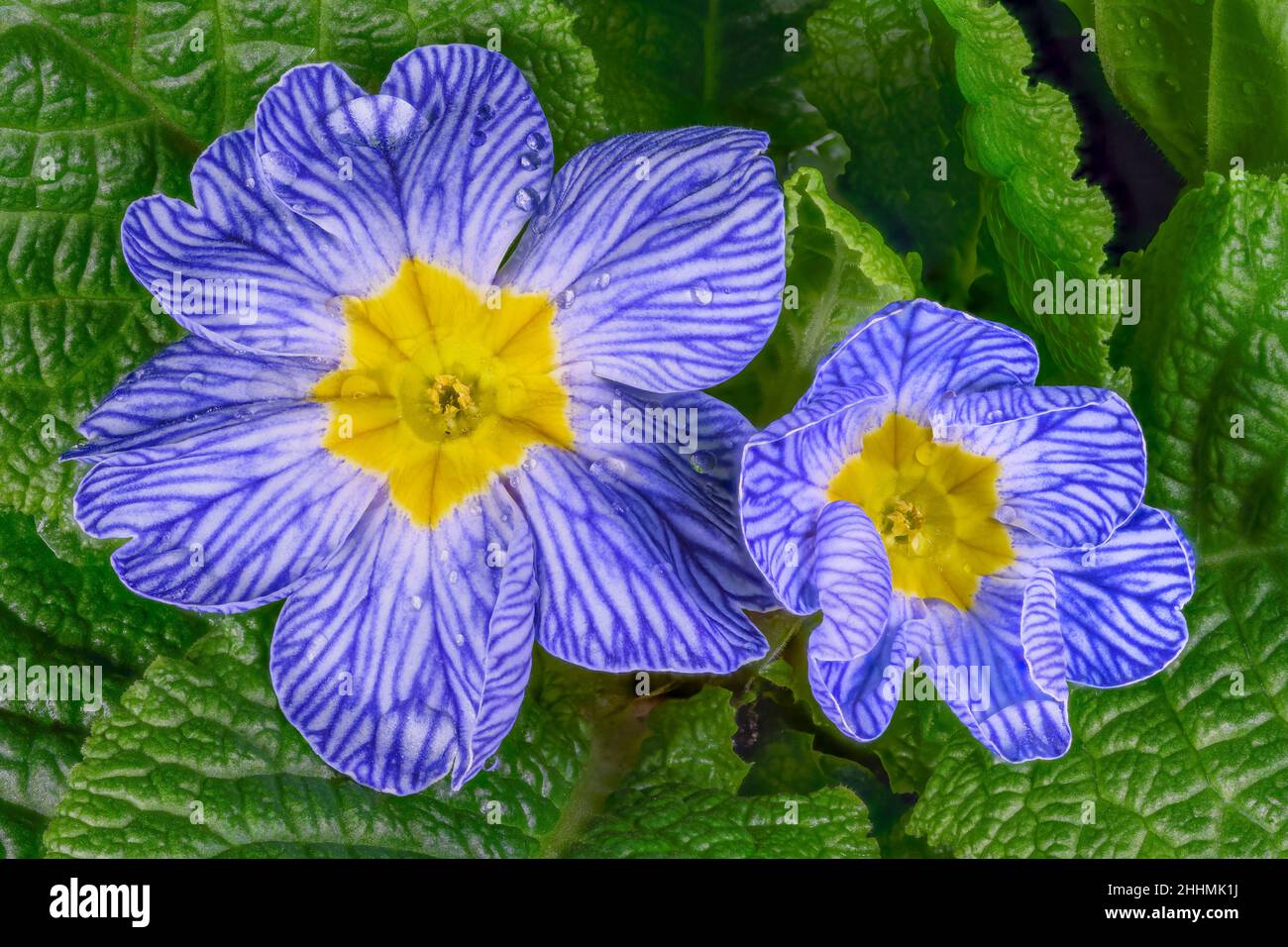 Magnifique Primula bleue, (Primula vulgaris), également connu sous le nom de Primrose, fleurs nichées parmi les feuilles vert foncé et parsemées de gouttes de rosée Banque D'Images