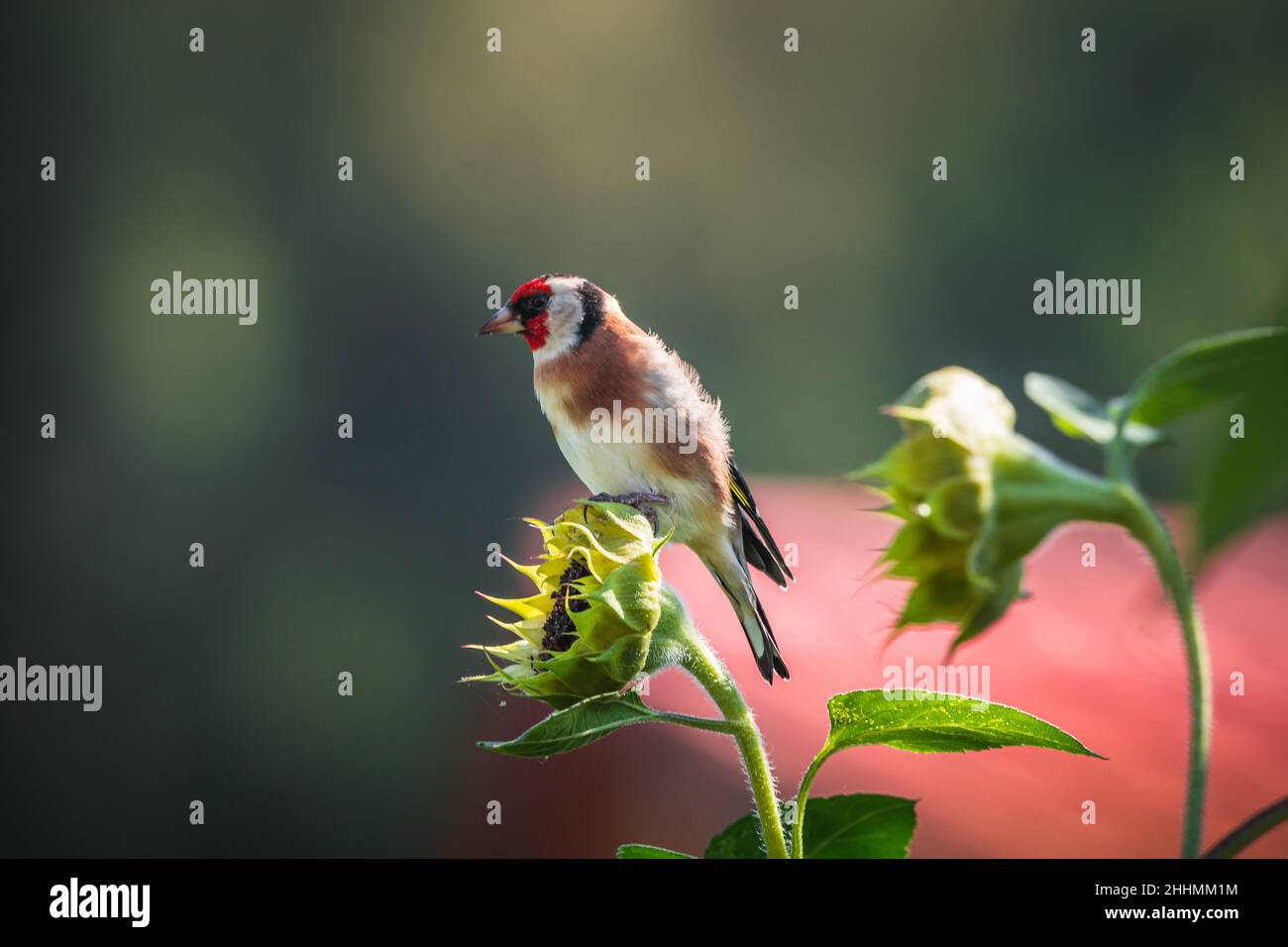 Fotos vom Stieglitz oder Ausch Distelfink genannt im Garten auf Futtersuche an Sonnenblumen.Porträt vom Stieglitz (Distelfink) im Herbst. Banque D'Images