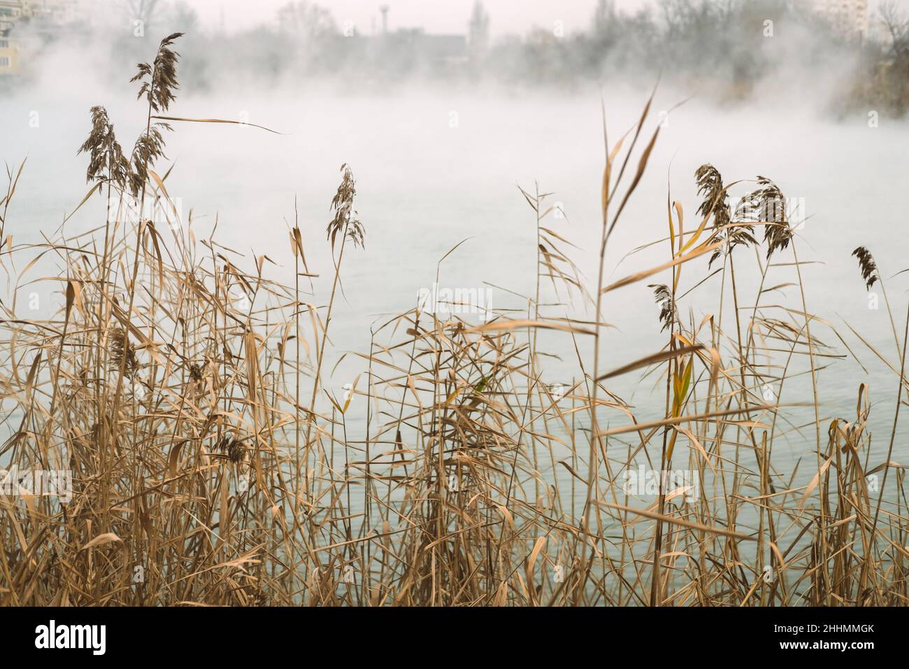 Sur la rive du lac, des roseaux secs en automne par temps brumeux. Banque D'Images