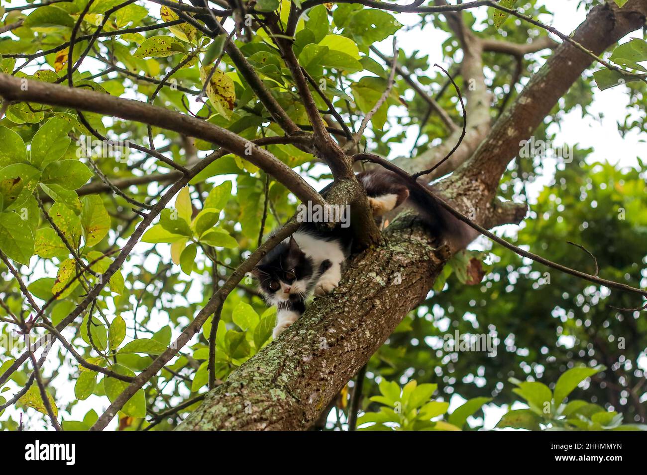 Chat domestique à queue moelleuse escalade d'un arbre un arbre de bouleau regardant dans l'arrière-cour le matin Banque D'Images