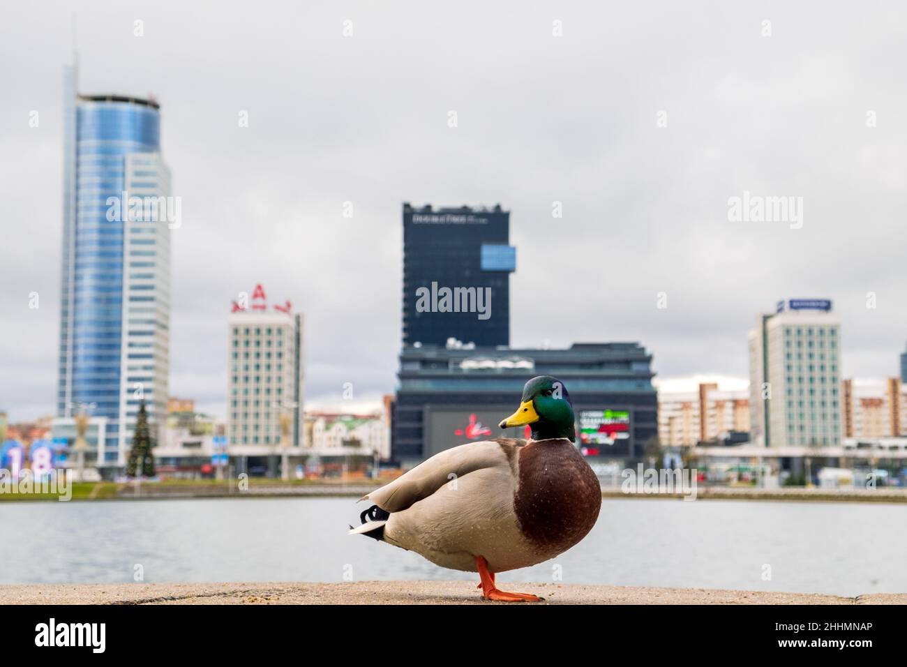 Un canard pose pour un photographe sur le quai de la rivière Svisloch à Minsk, en Biélorussie.En arrière-plan se trouve le bâtiment de l'hôtel DoubleTree by Hilton Banque D'Images