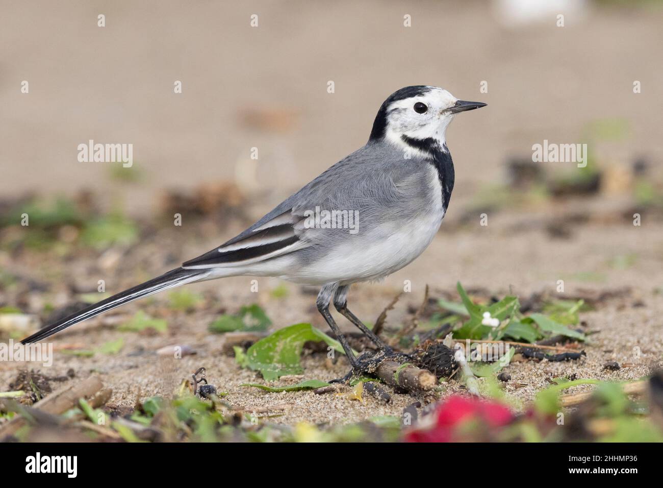 White Wagtail (Motacilla alba), vue latérale d'un adulte se tenant sur le sable, Campanie, Italie Banque D'Images