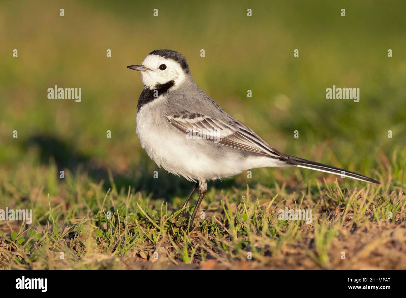 White Wagtail (Motacilla alba), vue latérale d'un adulte debout sur l'herbe, Campanie, Italie Banque D'Images