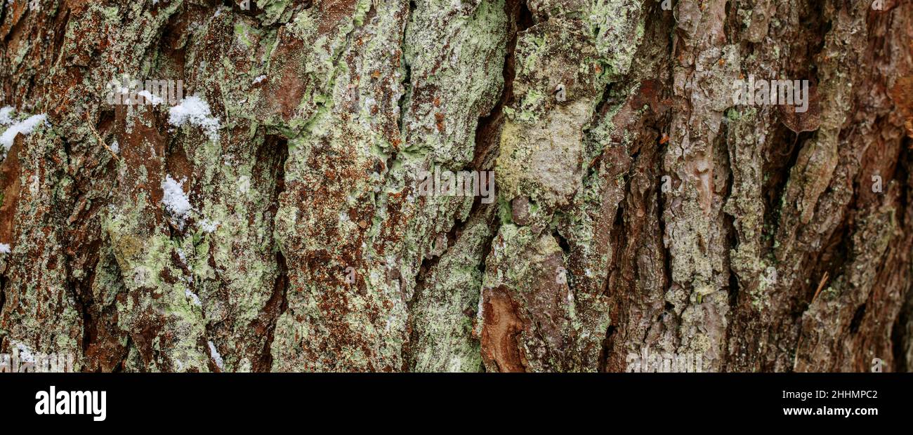 Gros plan de la texture de l'écorce de l'arbre avec peu de neige.Motif d'arrière-plan naturel de l'écorce d'arbre.Surface rugueuse du tronc.Mousse verte et lichen sur bois naturel. Banque D'Images