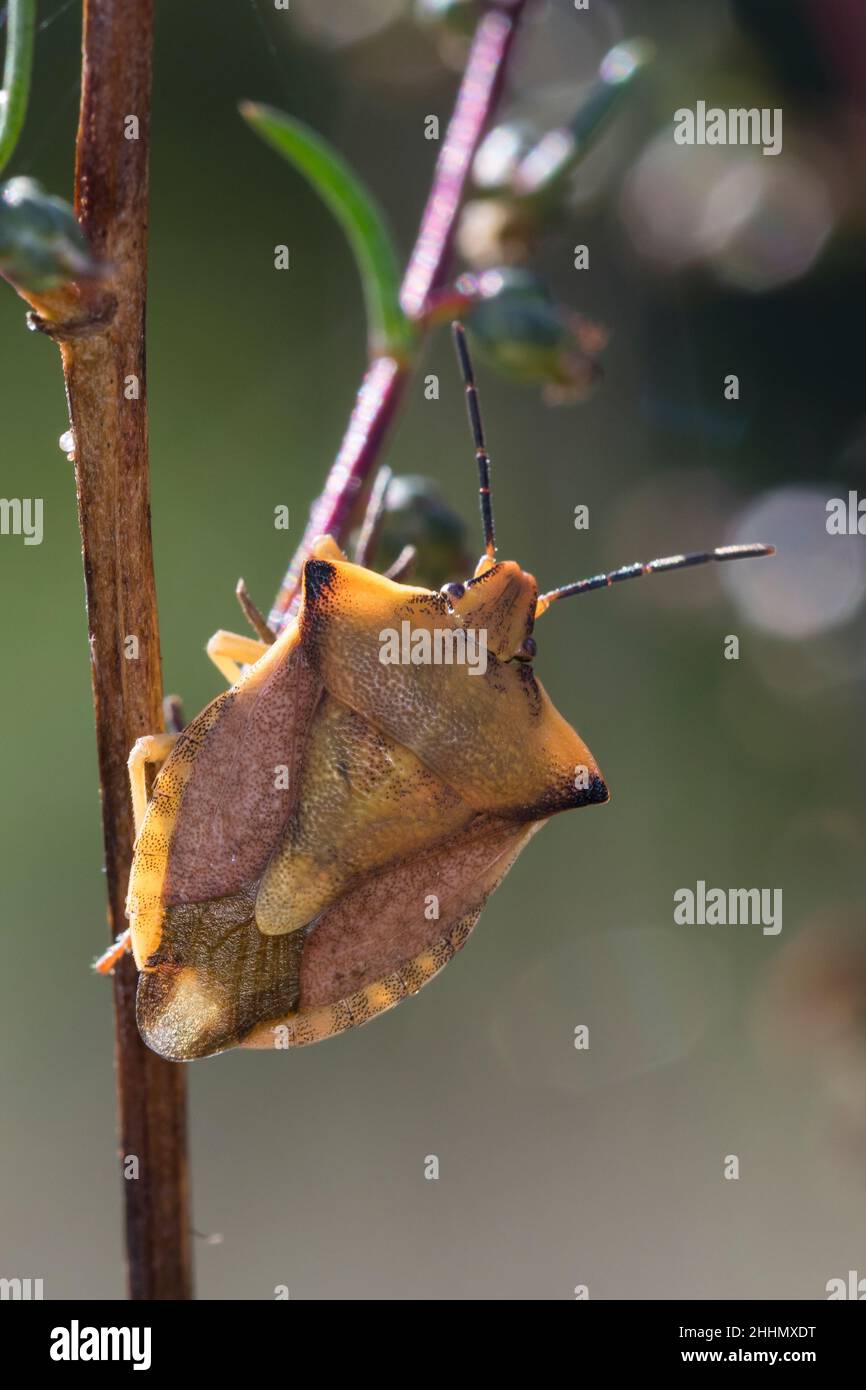 Nördliche Fruchtwanze, Fruchtwanze, Carpocoris fuscispinus, syn.Carpocoris mediterraneus atlanticus, bogue de bouclier, bogue de stik, bogue de bouclier, bouclier de crâne- Banque D'Images
