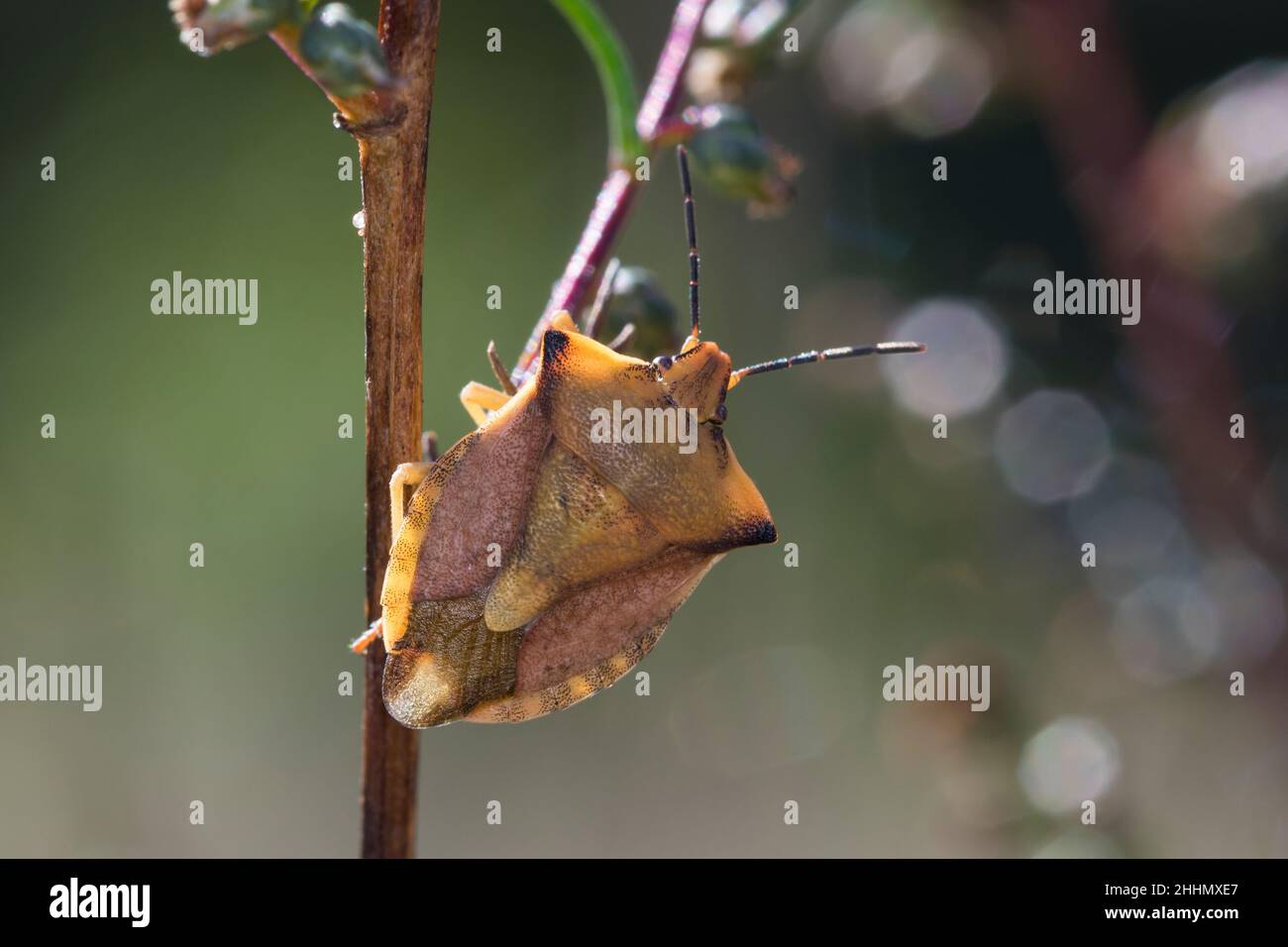Nördliche Fruchtwanze, Fruchtwanze, Carpocoris fuscispinus, syn.Carpocoris mediterraneus atlanticus, bogue de bouclier, bogue de stik, bogue de bouclier, bouclier de crâne- Banque D'Images