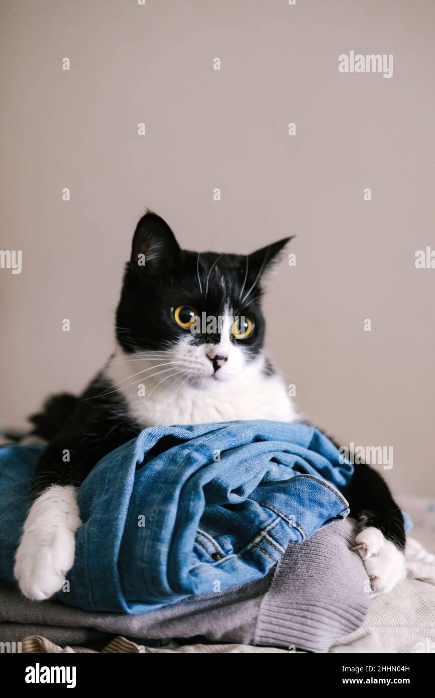 Drôle de chat de tuxedo noir et blanc regardant la caméra d'une pile de vêtements avec sa langue. Banque D'Images