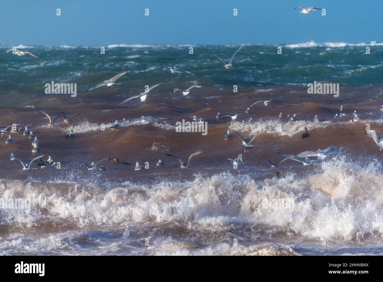 Oiseaux aquatiques à la recherche d'un endroit plus calme dans les conditions météorologiques orageux, île de Heligoland en mer du Nord, Allemagne du Nord, Europe centrale Banque D'Images
