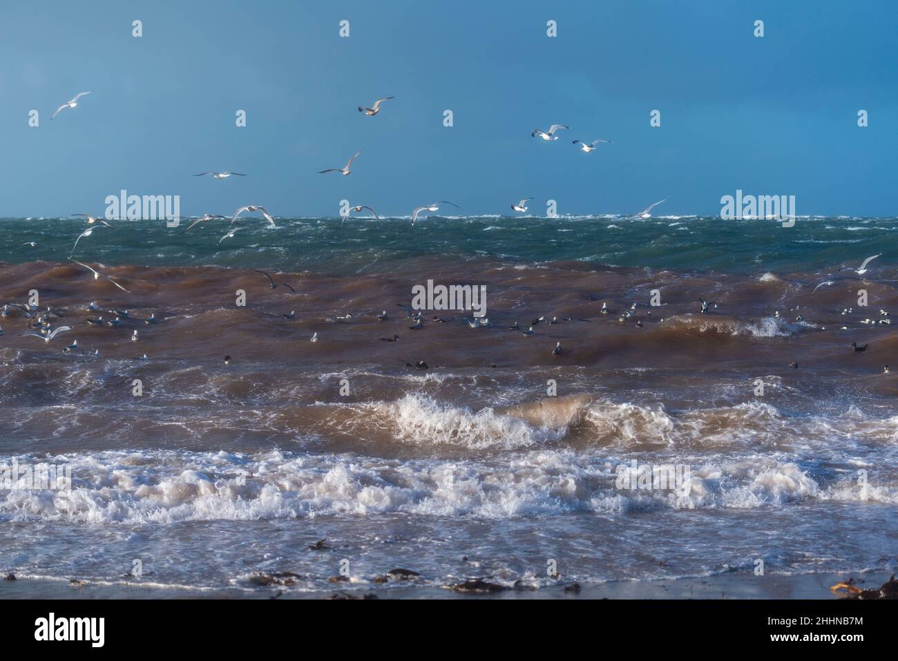Oiseaux aquatiques à la recherche d'un endroit plus calme dans les conditions météorologiques orageux, île de Heligoland en mer du Nord, Allemagne du Nord, Europe centrale Banque D'Images