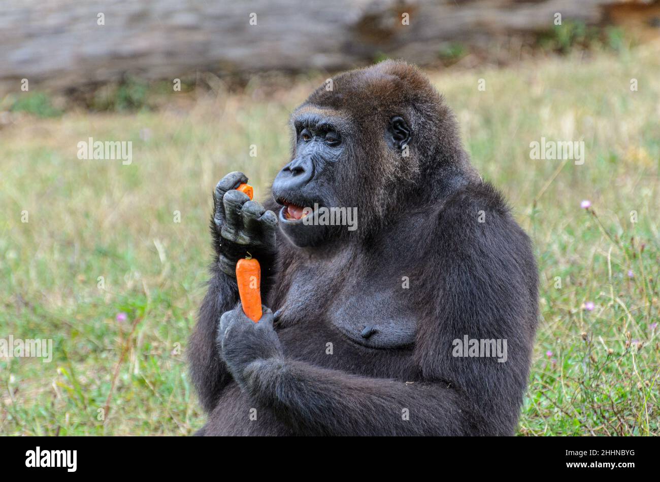 Temps d'alimentation pour les gorilles au parc animalier de la Vallée des singes près de Civray, Vienne en France, près de Poitiers et Futuroscope. Banque D'Images